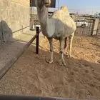 للبيع البعير