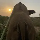 اعرض لكم ناقه سديس جنبه