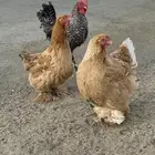للبيع براهما 2 دجاج