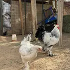ديك ودجاجة كولومبيه