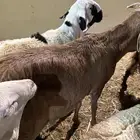 للبيع خاروف سواكني شرط مقفل فل شحم