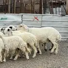رخال وضان حريات صنف بفحلها