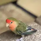 عصفور روز للبيع