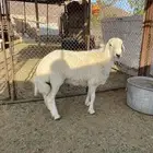 للبيع طلي