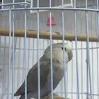 روز انثى العمر 5 إلى 6اشهور