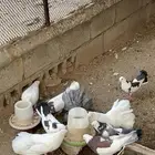 حمام رقاص وحمام هجين رقاص وايراني