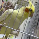 كروان اليف هدد دخلي ومافيه عض