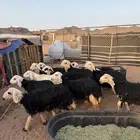 طليان و رخال