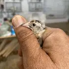 حسون ذكر فرخ تم البيع