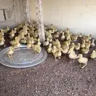 للبيع بط بكيني