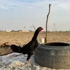 دجاجة الماني