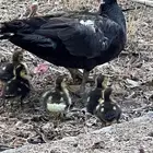 بطة مع 4 صيصان وذكر بط