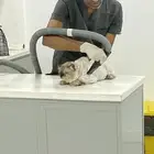 قط هملايا ذكر للتبني