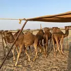 قعدان العدد7 فيها وحدة بكرا