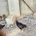 دجاج كوشامو