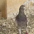 جوزين