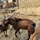 تيس فحل حار احمر مولد في المراح اسن سديس