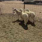 طليان فل شحم للبيع طليان تجملك مع ضيوفك