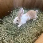 ارنب عليها 3