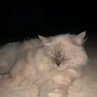 قطة أنثى هملايا للتبني