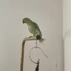 عصفور ببغاء الدره