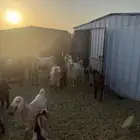 معزا للبيع مراح عوارض