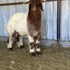 خروف مشروع فحل
