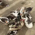 بط و وز