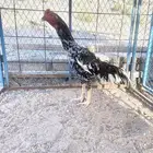 تم البيع الله يبارك لمن شراء