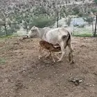 بقره
