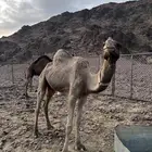 ناقه شقحا القحه