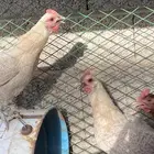 دجاج فيومي المنيوم