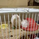 همستر بسعر رمزي جدا مع القفص