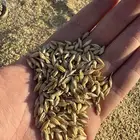 بذور شعير