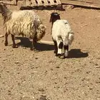 نعاج نعيم و2 نجد مولد منها 4 والباقي مضاريع