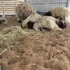 غنم نعيم