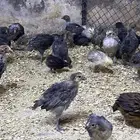 صوص صيصان دجاج فيومي مشكل