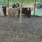 معزا عوارض للبيع عدد 3 ومعها تيس 4شهور