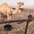 قعود اوضح علياني على عليان سلطان ابن سعود