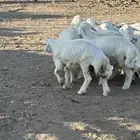 للبيع طليان