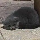 قطط ذكر و 2 انثى للتبني كلهم