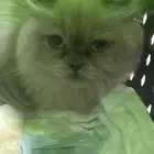 قطه شيرازي انثى للبيع