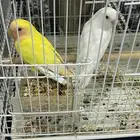 طيور روز اليفه