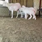 شاه عليها ثلاثة