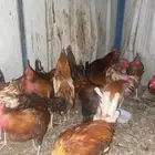 ديوك عربي ترثه