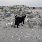 عنز رغوث معها 2