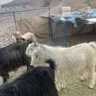 تيس فحل ثني مشروط