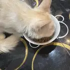 للبيع قطه مهجنه