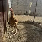 دجاج سندي دم صافي