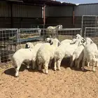 بهم حري ومطاليع فاخره